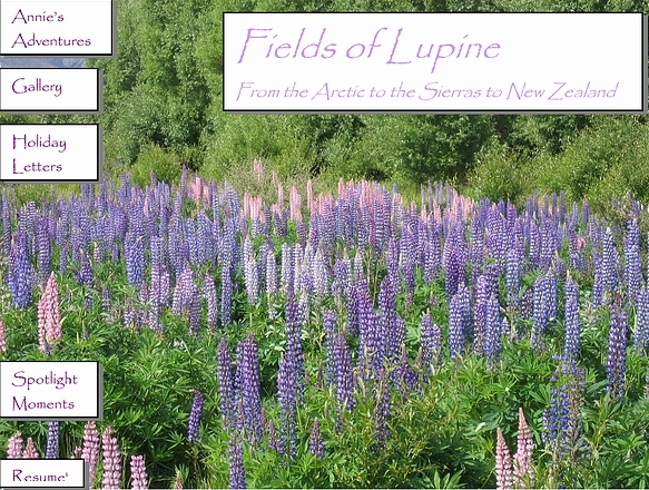 Fields of Lupine